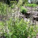 White False Indigo